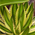 Agave lophantha