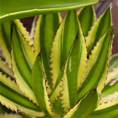 Agave Agave