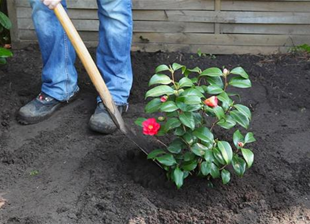 Kamelie - Einpflanzen im Garten Kamelie - Einpflanzen im Garten