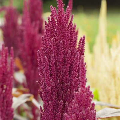 Garten-Fuchsschwanz Garten-Fuchsschwanz