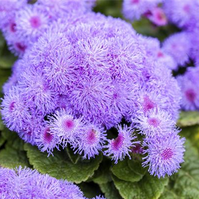 Leberbalsam Leberbalsam