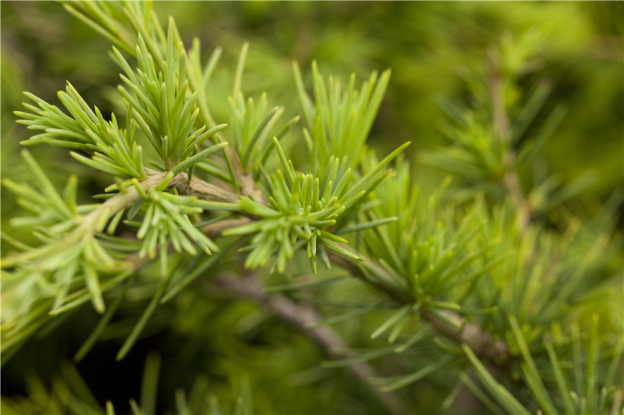 Himalaya-Zeder 'Golden Horizon' Himalaya-Zeder 'Golden Horizon'