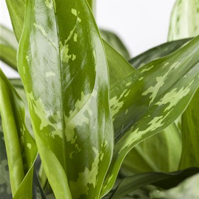 Kolbenfaden Kolbenfaden