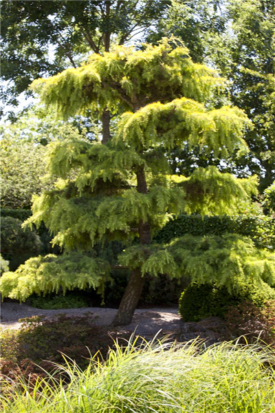 Libanon-Zeder Libanon-Zeder