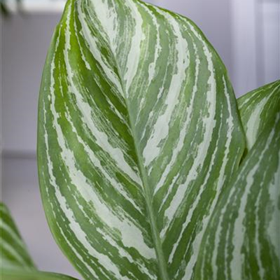 Kolbenfaden 'Stripes' Kolbenfaden 'Stripes'