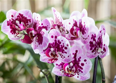 Die Orchideen-Klassiker Die Orchideen-Klassiker