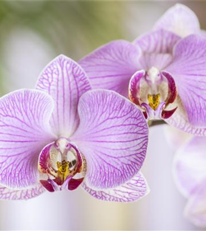 Orchideen – von pflegeleicht bis anspruchsvoll