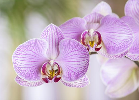 Orchideen – von pflegeleicht bis anspruchsvoll Orchideen – von pflegeleicht bis anspruchsvoll