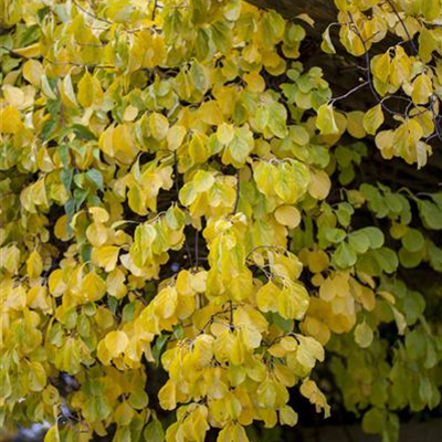 Rotblättriger Baumwürger