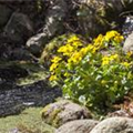 Caltha palustris