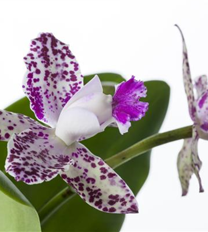 Die Orchideen-Klassiker