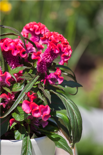 Celosia argentea 'Hot Topic', Hahnenkamm 'Hot Topic'