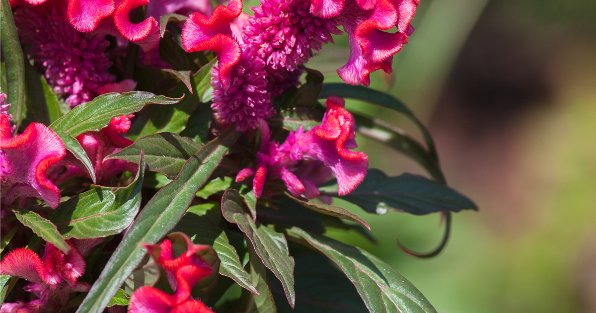 Celosia argentea 'Hot Topic', Hahnenkamm 'Hot Topic'