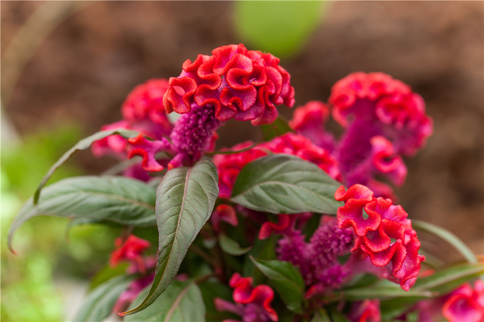 Celosia argentea 'Hot Topic', Hahnenkamm 'Hot Topic'