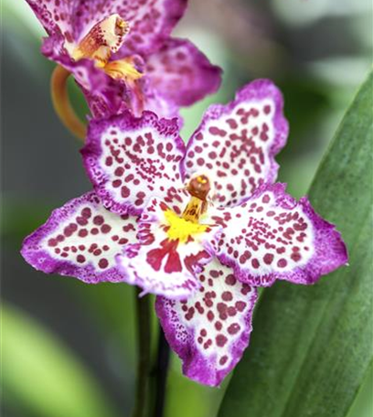 Elegante Schönheit – die Klassiker unter den Orchideen
