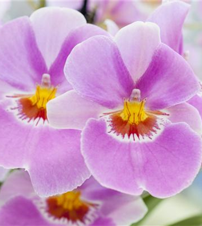 Elegante Schönheit – die Klassiker unter den Orchideen