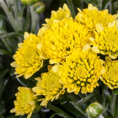 Pazifik-Margerite Pazifik-Margerite