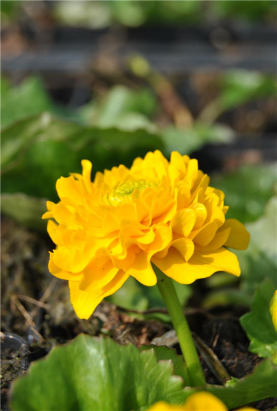 Gefülltblühende Garten-Dotterblume 'Multiplex' Gefülltblühende Garten-Dotterblume 'Multiplex'