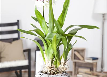 Die Königin der Zimmerpflanzen – Orchideen allgemein Die Königin der Zimmerpflanzen – Orchideen allgemein