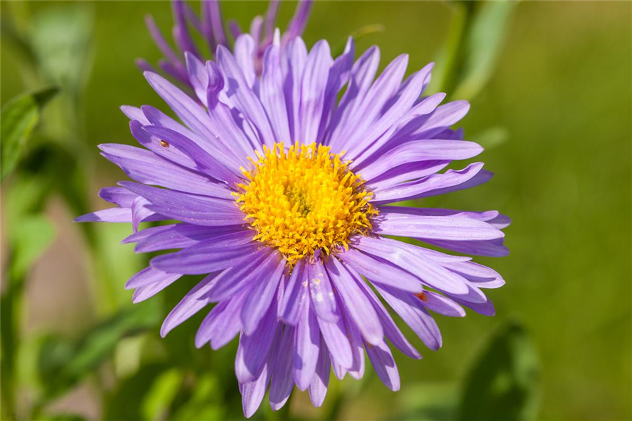 Niedrige Garten-Aster 'Dunkle Schöne' Niedrige Garten-Aster 'Dunkle Schöne'