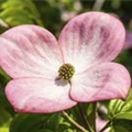 Cornus kousa 'Satomi Compact'
