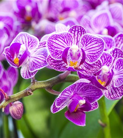 Die Königin der Zimmerpflanzen – Orchideen allgemein