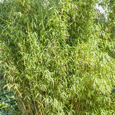 Gartenbambus 'Standing Stone'® Gartenbambus 'Standing Stone'®