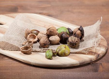 Nüsse und Schalenfrüchte aus Ihrem Garten Nüsse und Schalenfrüchte aus Ihrem Garten