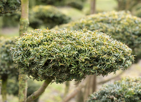Koniferen schmücken das ganze Jahr Koniferen schmücken das ganze Jahr