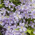 Clematis viticella 'Prince Charles'