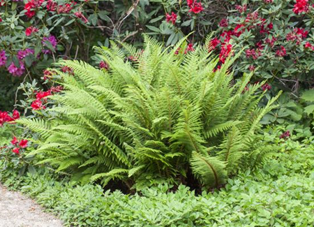 Farne im Garten Farne im Garten