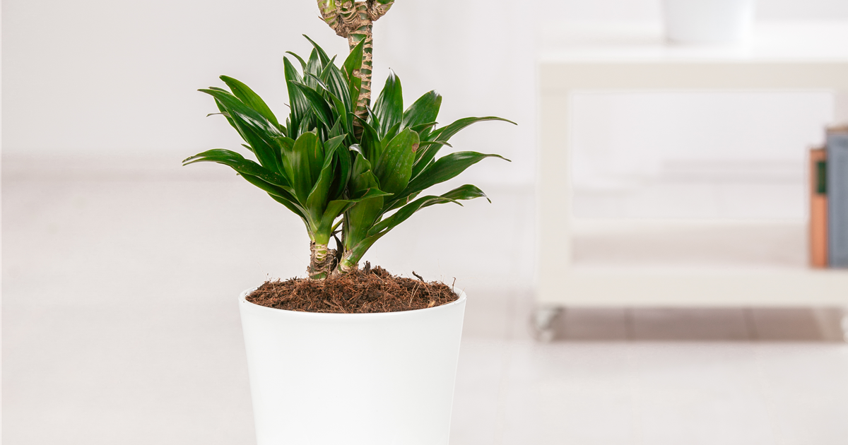 geigenfeige künstlich Ficus Lyrata Geigenfeige Künstlich - Künstliche Pflanzen