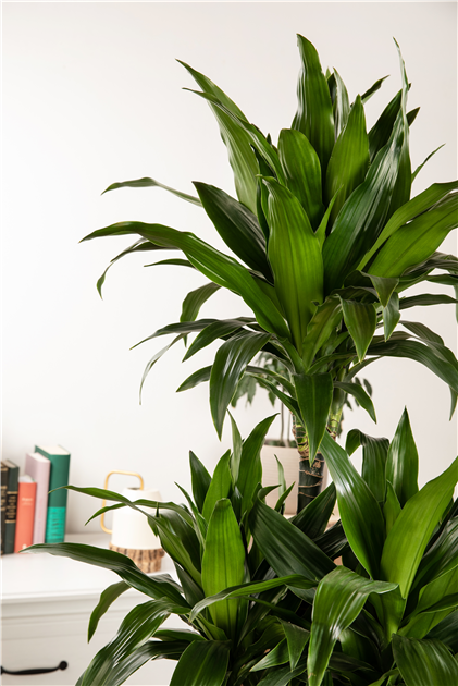 drachenbaum sunray Sonnenstrahl-Drachenbaum (Dracaena Marginata Sunray) main image 1