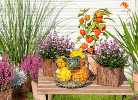 Mit der Lampionblume den Garten festlich schmücken Mit der Lampionblume den Garten festlich schmücken