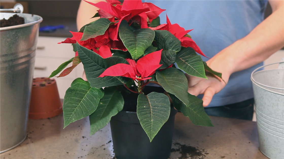 Weihnachtsstern - Einpflanzen in ein Gef