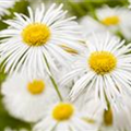 Erigeron 'Sommerneuschnee'
