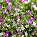 Gypsophila muralis 'Gypsy'