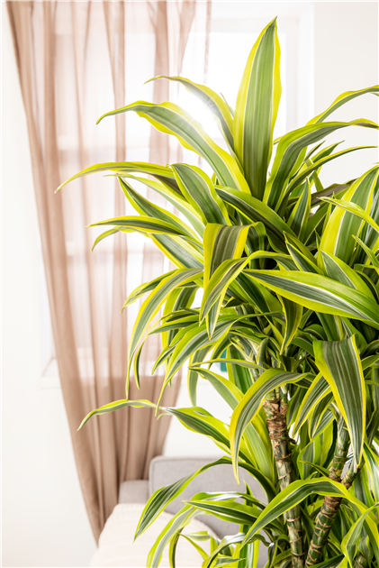 efeutute epipremnum pinnatum Epipremnum pinnatum 