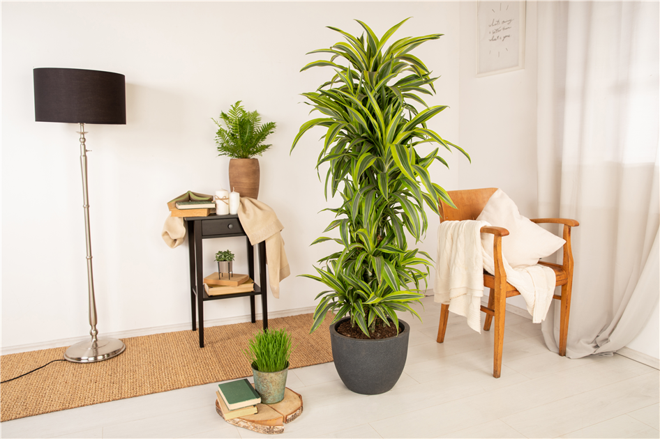 ginseng bonsai baum Ficus Microcarpa Ginseng (Bonsai Baum) ↑ 50 cm – urbanjngl.com