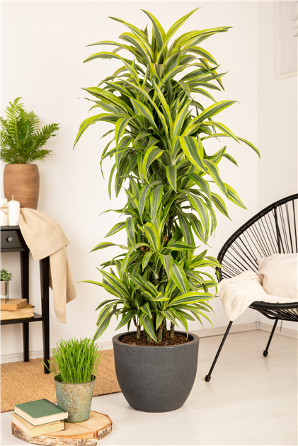 dracaena surculosa standort Goldstaubdracaene - Dracaena surculosa main image 1