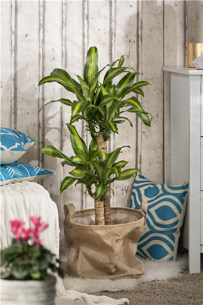 Dracaena-fragrans-Massangeana-1200x630-proportionalbiggest.webp