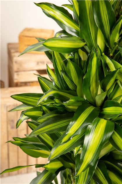 dracena yellow coast Dracaena Fragrans Yellow Coast