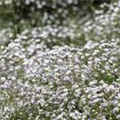 Gypsophila paniculata