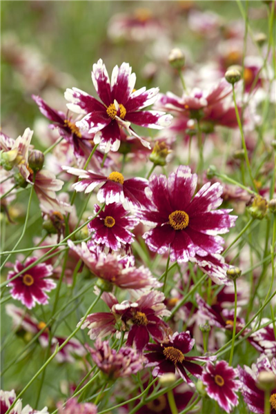 Großblumige Kokardenblume Großblumige Kokardenblume