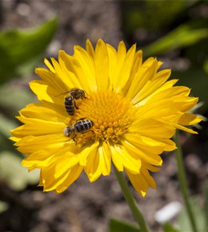 Ein Insektenhotel im Garten - Urlaub für Biene und Co.