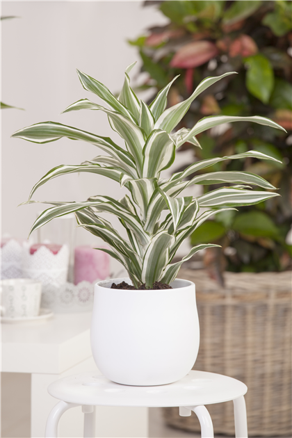 knstliche areca palme Knstliche Areca-Palme 150cm