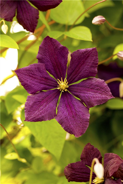 Italienische Waldrebe 'Royal Velours' Italienische Waldrebe 'Royal Velours'