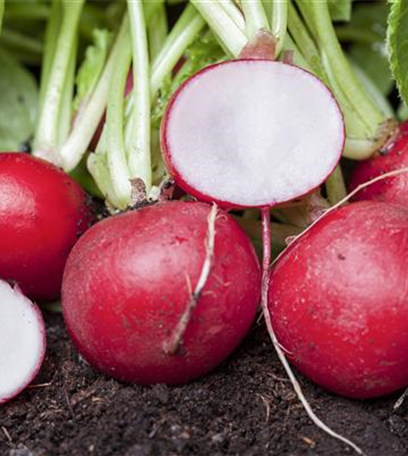 Frisches und leckeres Gemüse aus dem eigenen Garten