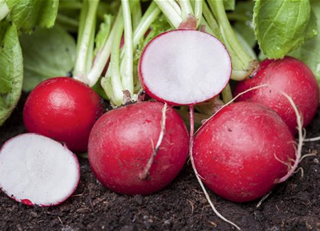 Gemüse für ungeduldige Gärtner: Sprinter im Gemüsebeet