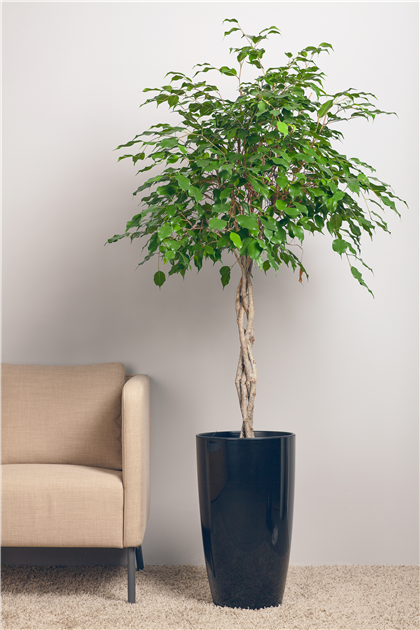 wein bonsai Weinrebe rot "Walter"